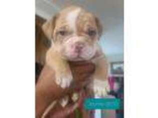 Olde English Bulldogge Puppy for sale in Jessup, PA, USA