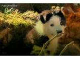 Border Collie Puppy for sale in Tullahoma, TN, USA