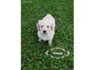 Goldendoodle Puppy for sale in Greenville, OH, USA