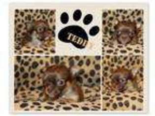 Chihuahua Puppy for sale in Slidell, LA, USA