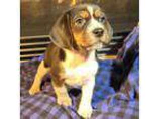 Beagle Puppy for sale in Lexington, KY, USA