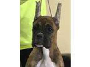 Boxer Puppy for sale in Port Huron, MI, USA