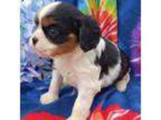 Cavalier King Charles Spaniel Puppy for sale in Lancaster, CA, USA
