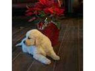 Golden Retriever Puppy for sale in Hawthorne, FL, USA
