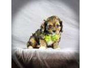 Cavalier King Charles Spaniel Puppy for sale in Baldwin, NY, USA
