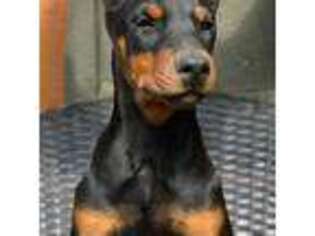 Doberman Pinscher Puppy for sale in Barnett, MO, USA