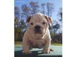 Bulldog Puppy for sale in Washington, IN, USA