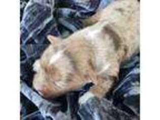 Yorkshire Terrier Puppy for sale in Trenton, MI, USA