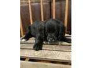 Mutt Puppy for sale in Ligonier, IN, USA