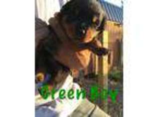 Rottweiler Puppy for sale in Valparaiso, IN, USA