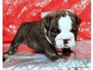 Bulldog Puppy for sale in Saint Paris, OH, USA