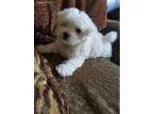 Maltese Puppy for sale in Sanford, FL, USA