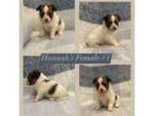 Papillon Puppy for sale in Greenbrier, AR, USA