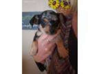 Chihuahua Puppy for sale in Lovington, IL, USA