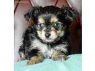 Chorkie Puppy for sale in Greensboro, NC, USA