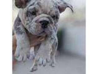 Bulldog Puppy for sale in Downey, CA, USA