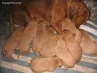 Labrador Retriever Puppy for sale in Wellman, IA, USA