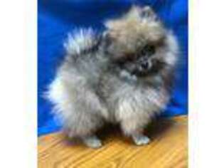 Pomeranian Puppy for sale in Denver, CO, USA