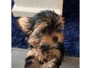 Yorkshire Terrier Puppy for sale in Canton, OH, USA