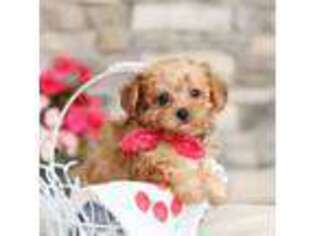 Mutt Puppy for sale in Plymouth, OH, USA