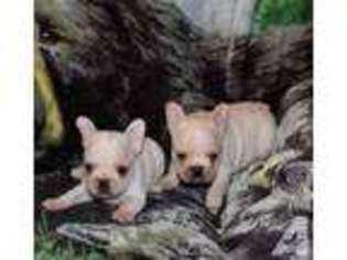 French Bulldog Puppy for sale in WESSON, MS, USA