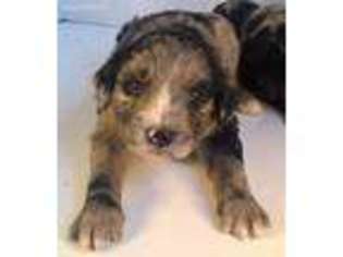 Mutt Puppy for sale in Ardmore, TN, USA