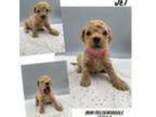 Goldendoodle Puppy for sale in Angier, NC, USA