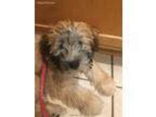 Soft Coated Wheaten Terrier Puppy for sale in Johnson City, TN, USA
