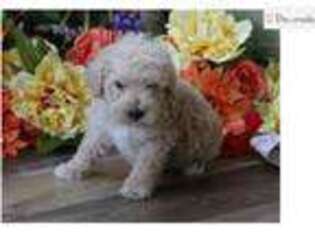 Schnoodle (Standard) Puppy for sale in Springfield, MO, USA