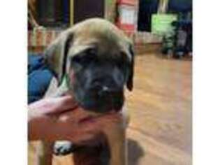 Mastiff Puppy for sale in Inverness, FL, USA