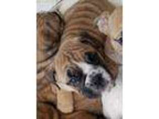 Bulldog Puppy for sale in Graham, WA, USA