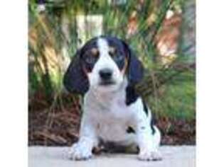 Dachshund Puppy for sale in Bethel, PA, USA