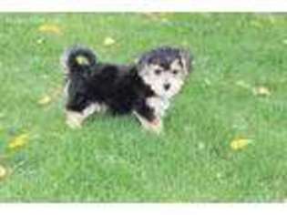 Mutt Puppy for sale in Fort Plain, NY, USA