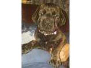 Mastiff Puppy for sale in Nampa, ID, USA