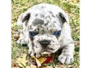 French Bulldog Puppy for sale in Leon, IA, USA
