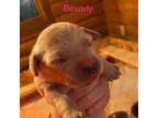 Golden Retriever Puppy for sale in Byron Center, MI, USA