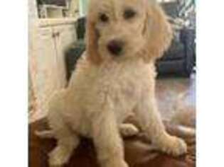 Labradoodle Puppy for sale in Colleyville, TX, USA