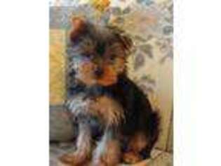 Yorkshire Terrier Puppy for sale in Reinholds, PA, USA