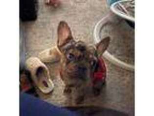 French Bulldog Puppy for sale in Holly Springs, NC, USA