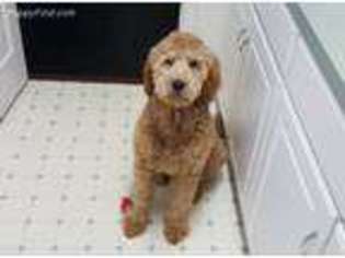 Goldendoodle Puppy for sale in Melvin, MI, USA