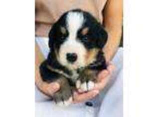 Bernese Mountain Dog Puppy for sale in Milbank, SD, USA