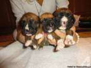 Boxer Puppy for sale in CHECK, VA, USA