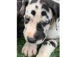 Great Dane Puppy for sale in Fulda, MN, USA