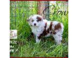 Miniature Australian Shepherd Puppy for sale in Madisonville, TX, USA