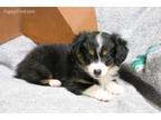 Miniature Australian Shepherd Puppy for sale in Leedey, OK, USA