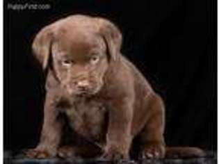 Labrador Retriever Puppy for sale in Rock Falls, IL, USA