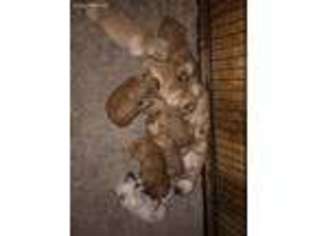 Golden Retriever Puppy for sale in West Winfield, NY, USA