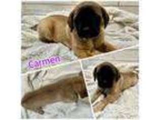 Mastiff Puppy for sale in Magnolia, OH, USA