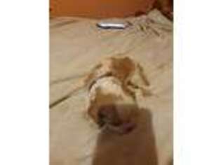 Cavalier King Charles Spaniel Puppy for sale in Waycross, GA, USA