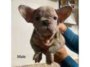 French Bulldog Puppy for sale in Palermo, CA, USA